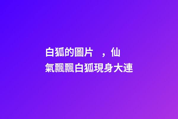 白狐的圖片，仙氣飄飄白狐現身大連